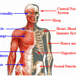 alcohol-effects Alcohol effects